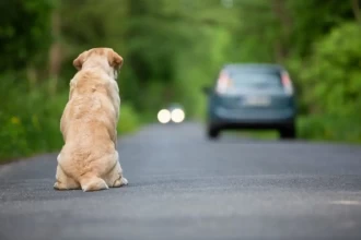 Motoristas que abandonarem animais podem perder a CNH em MT