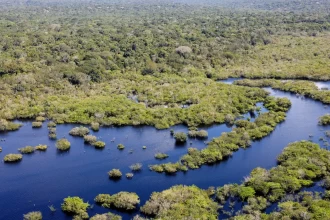 Quase todos os biomas registraram redução do desmatamento em 2024