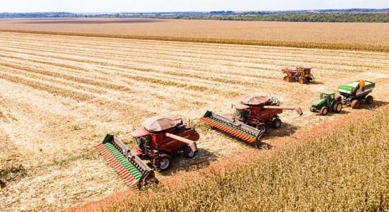 Mato Grosso inicia colheita de milho com produção estimada em 50,3 milhões de toneladas