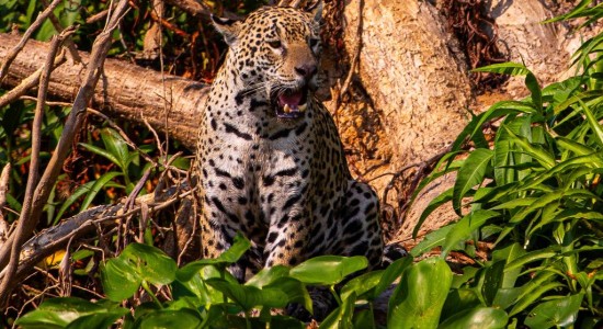 Pantanal mato-grossense será reposicionado como rota internacional de safari