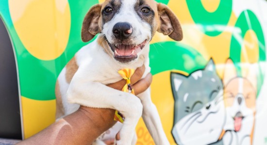 Prefeitura de Cuiabá e UFMT fazem mutirão de castração animal