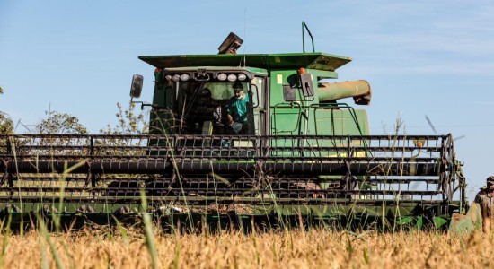 Mato Grosso lidera produção nacional de arroz de sequeiro, aponta Anuário Brasileiro do Arroz 2025