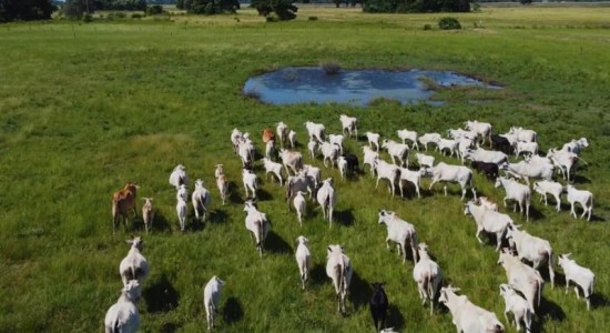 Agropecuária de MT projeta R$ 206,87 bilhões em 2025