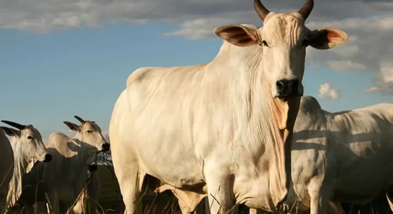 MT tem 8 bois para cada habitante e mantém liderança nacional no rebanho