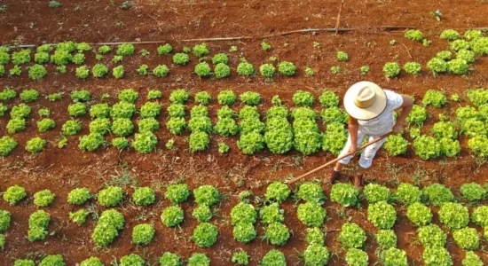 Governo anuncia R$ 12 bi para combater inadimplência no Agro
