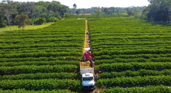 Governo de Mato Grosso isenta taxa de inscrição estadual para produtores rurais