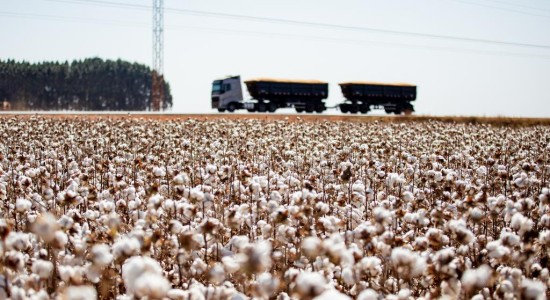 Mato Grosso consolida liderança e encerra safra de algodão com crescimento de 8%