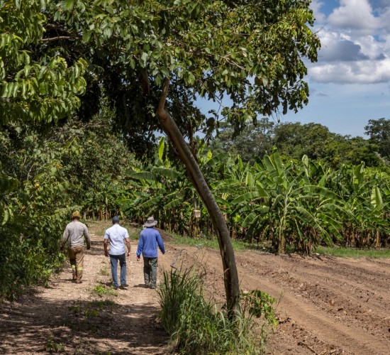 Políticas públicas transformam a agricultura familiar mato-grossense e fomentam a renda de produtores