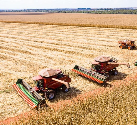 Mato Grosso inicia colheita de milho com produção estimada em 50,3 milhões de toneladas