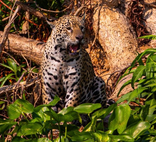 Pantanal mato-grossense será reposicionado como rota internacional de safari