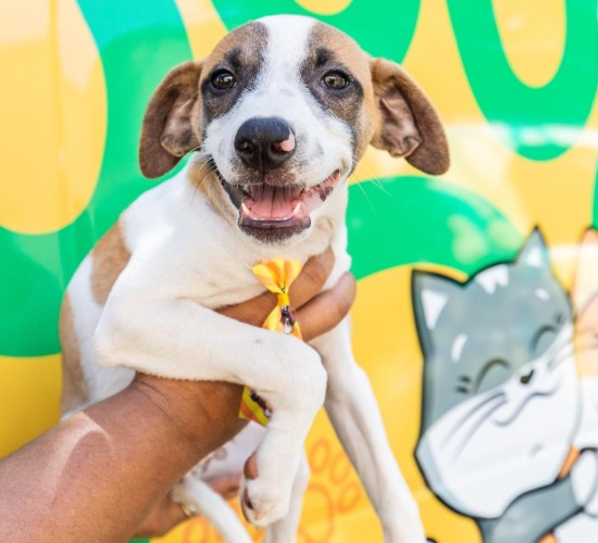 Prefeitura de Cuiabá e UFMT fazem mutirão de castração animal