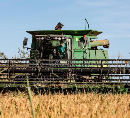 Mato Grosso lidera produção nacional de arroz de sequeiro, aponta Anuário Brasileiro do Arroz 2025