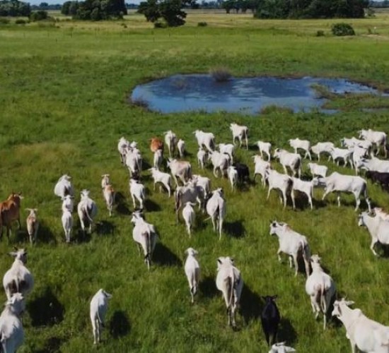 Agropecuária de MT projeta R$ 206,87 bilhões em 2025