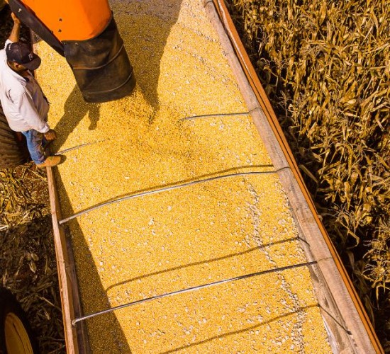 Mato Grosso lidera saldo da balança comercial brasileira no primeiro semestre de 2025