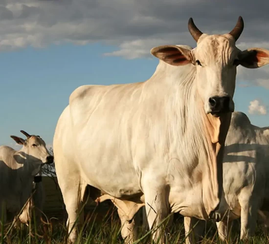 MT tem 8 bois para cada habitante e mantém liderança nacional no rebanho