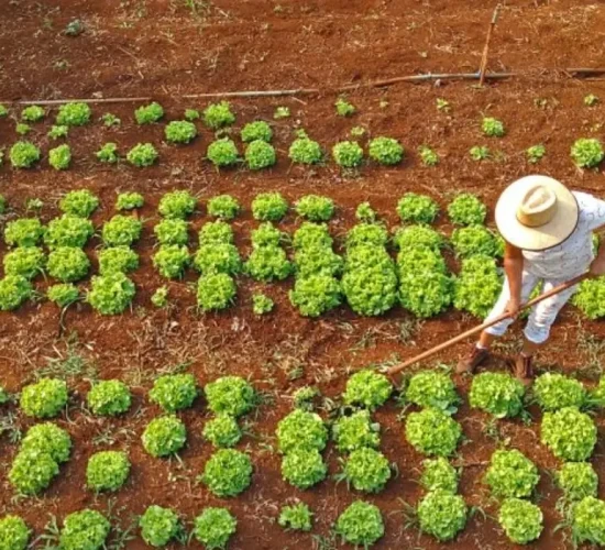 Governo anuncia R$ 12 bi para combater inadimplência no Agro