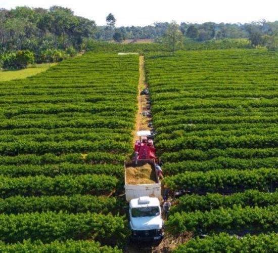 Governo de Mato Grosso isenta taxa de inscrição estadual para produtores rurais