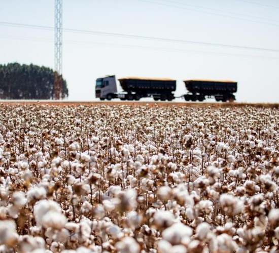 Mato Grosso consolida liderança e encerra safra de algodão com crescimento de 8%