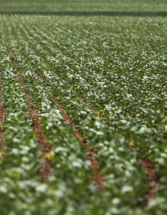 Governo Federal antecipa medidas de auxílio a produtores rurais