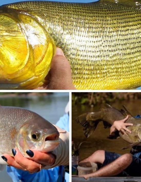 Atenção pescadores! Data para início da piracema em MT é definida