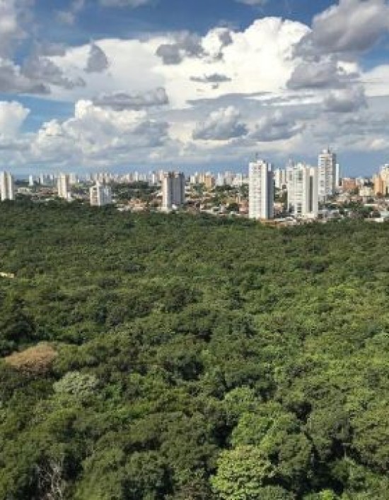 Debate propõe movimento para arborizar e deixar Cuiabá ainda mais verde