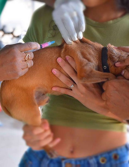 Vacinação volante contra a raiva leva proteção aos bairros de Várzea Grande