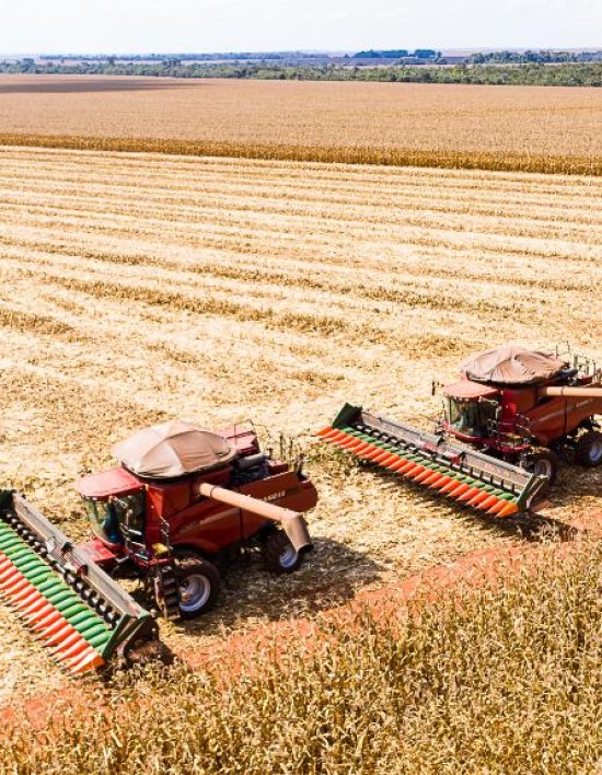 Mato Grosso inicia colheita de milho com produção estimada em 50,3 milhões de toneladas