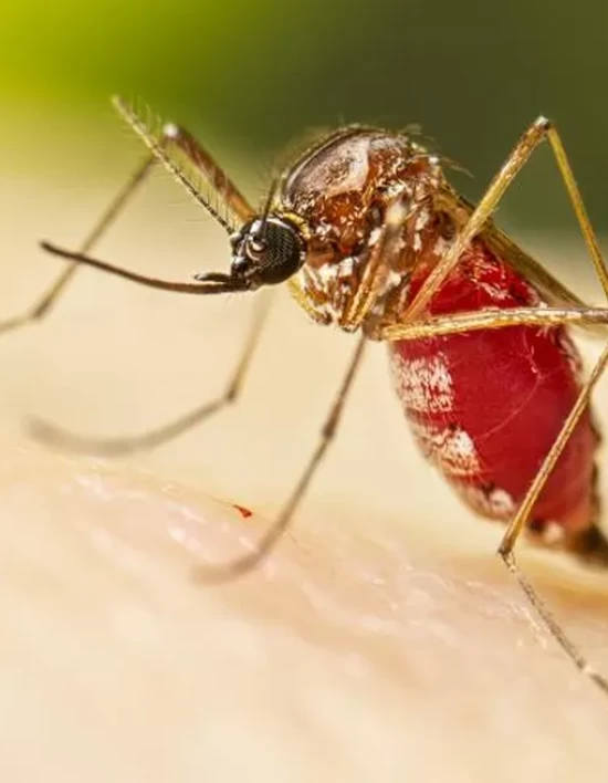 MT tem maior redução de malária do Brasil e casos caem mais de 55%