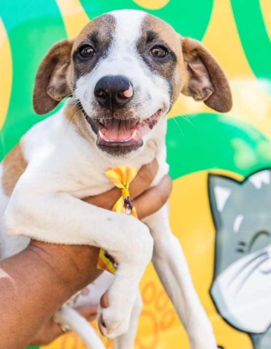 Prefeitura de Cuiabá e UFMT fazem mutirão de castração animal