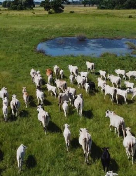 Agropecuária de MT projeta R$ 206,87 bilhões em 2025