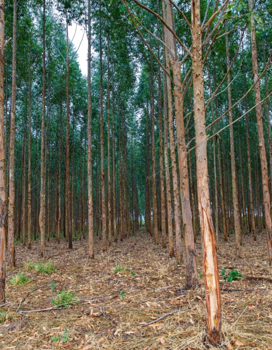 Mato Grosso vai investir R$ 2,8 milhões em pesquisas de manejo e conservação de florestas
