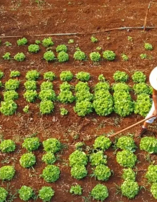 Governo anuncia R$ 12 bi para combater inadimplência no Agro