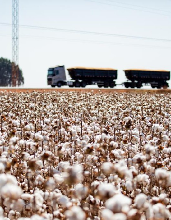 Mato Grosso consolida liderança e encerra safra de algodão com crescimento de 8%