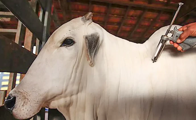 Brasil se torna livre de febre aftosa sem vacinação, informa governo