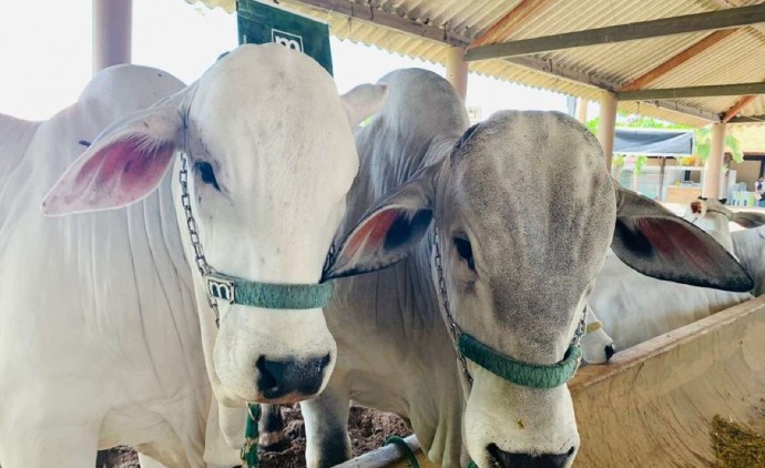 China retira o embargo de carne bovina do Brasil, diz Ministério da Agricultura