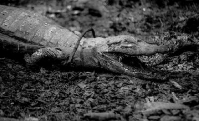 Exposição do fotógrafo José Medeiros sobre o Pantanal fica disponível até final de julho