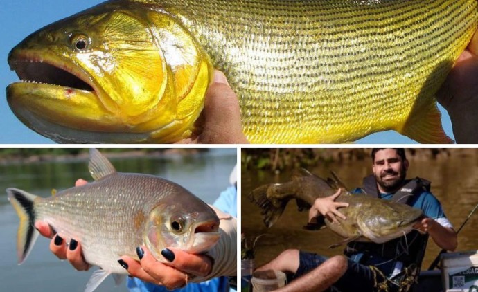Atenção pescadores! Data para início da piracema em MT é definida