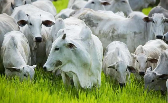 Abertura do mercado do Marrocos para carne bovina impulsiona exportações de Mato Grosso