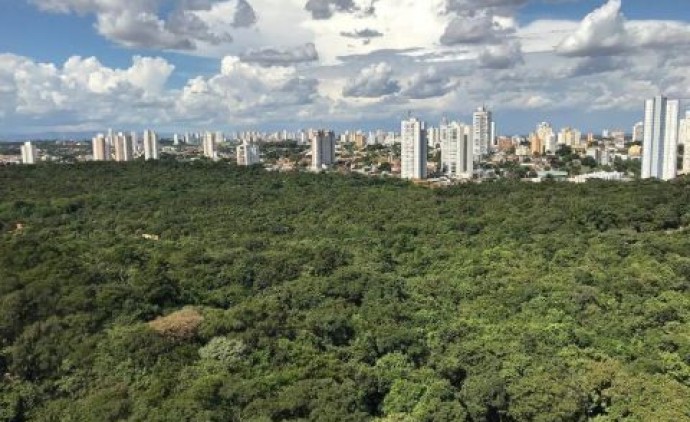 Debate propõe movimento para arborizar e deixar Cuiabá ainda mais verde