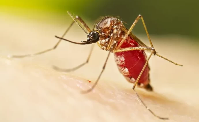 MT tem maior redução de malária do Brasil e casos caem mais de 55%