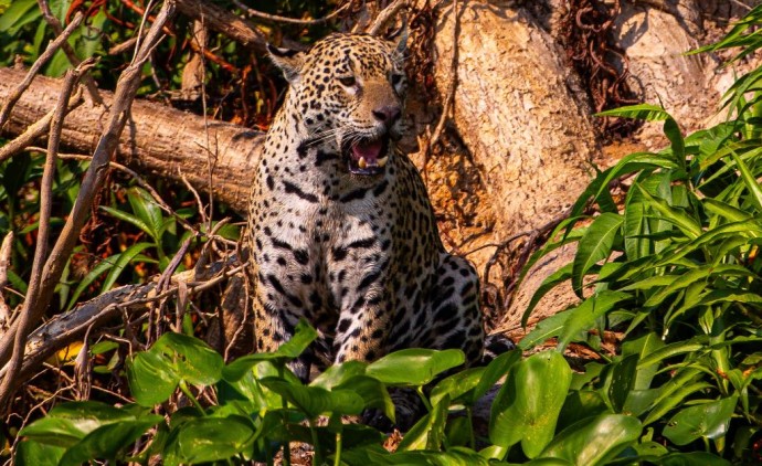 Pantanal mato-grossense será reposicionado como rota internacional de safari