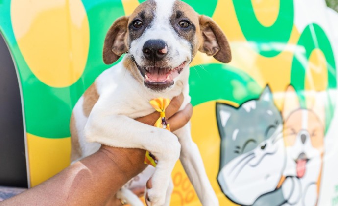 Prefeitura de Cuiabá e UFMT fazem mutirão de castração animal