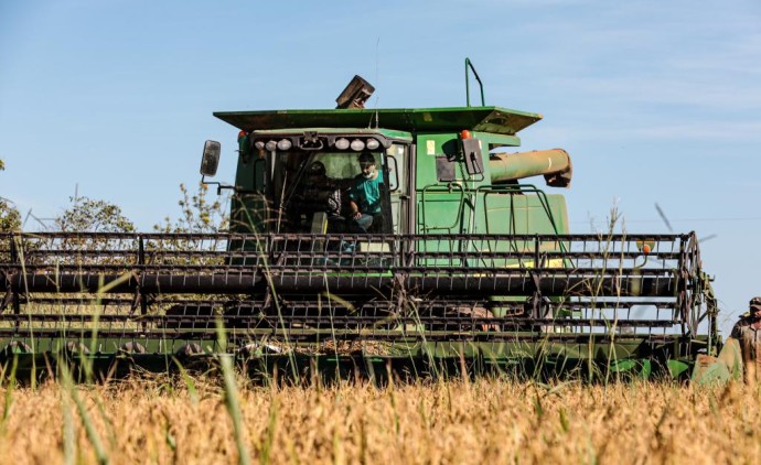 Mato Grosso lidera produção nacional de arroz de sequeiro, aponta Anuário Brasileiro do Arroz 2025