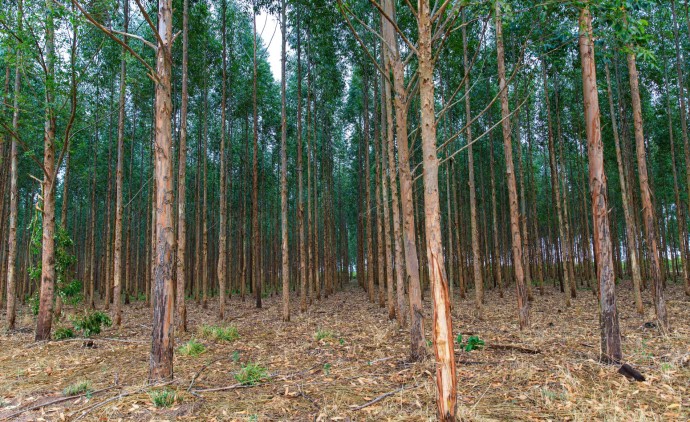 Mato Grosso vai investir R$ 2,8 milhões em pesquisas de manejo e conservação de florestas