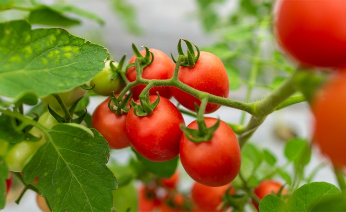 Cesta básica em Cuiabá sobe 1% na terceira semana de setembro, puxada pelo tomate