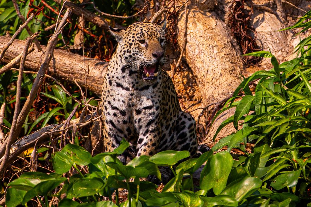 Pantanal mato-grossense será reposicionado como rota internacional de safari