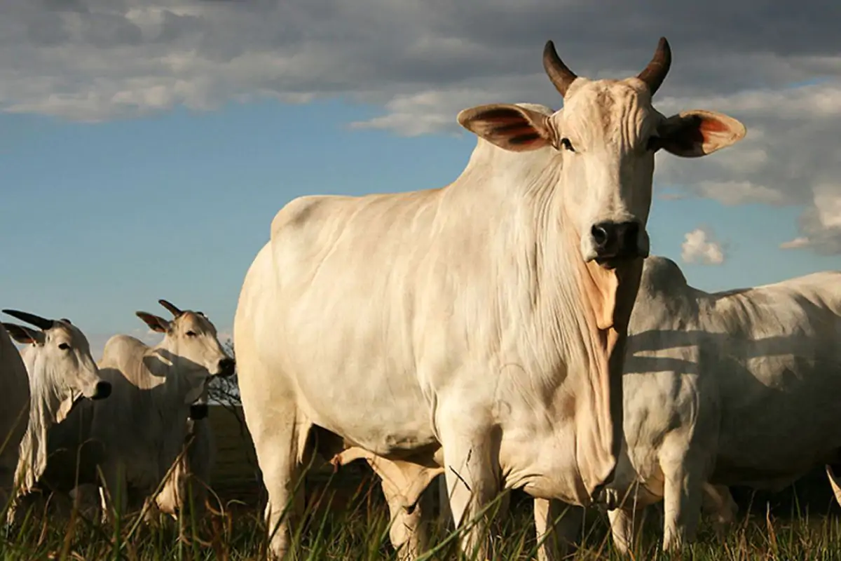 MT tem 8 bois para cada habitante e mantém liderança nacional no rebanho
