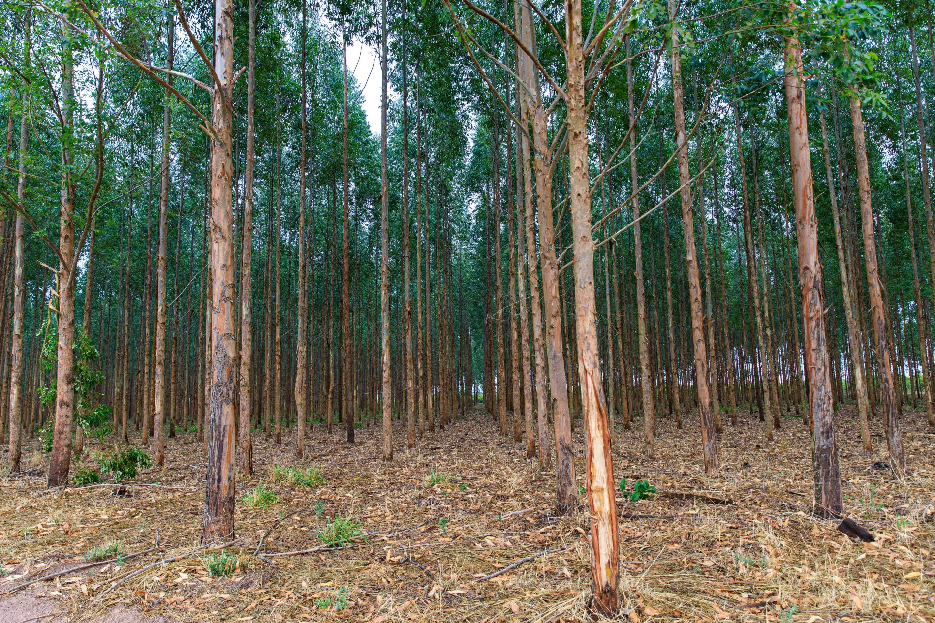 Mato Grosso vai investir R$ 2,8 milhões em pesquisas de manejo e conservação de florestas