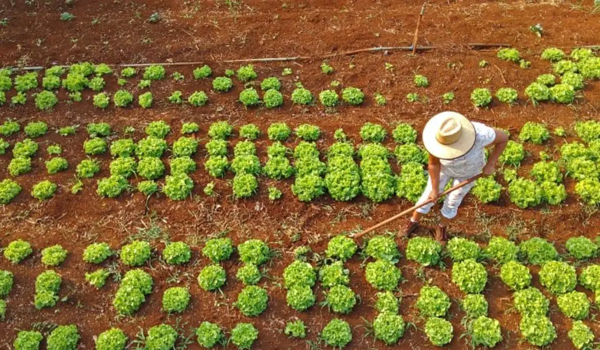Governo anuncia R$ 12 bi para combater inadimplência no Agro
