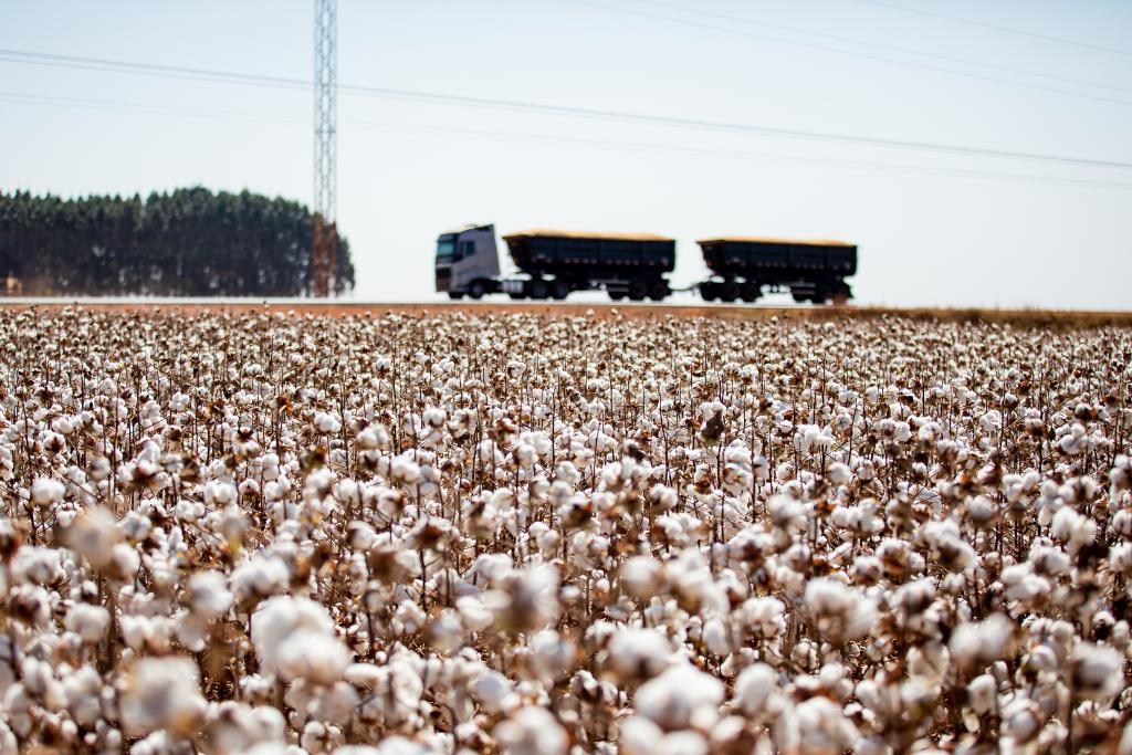 Mato Grosso consolida liderança e encerra safra de algodão com crescimento de 8%